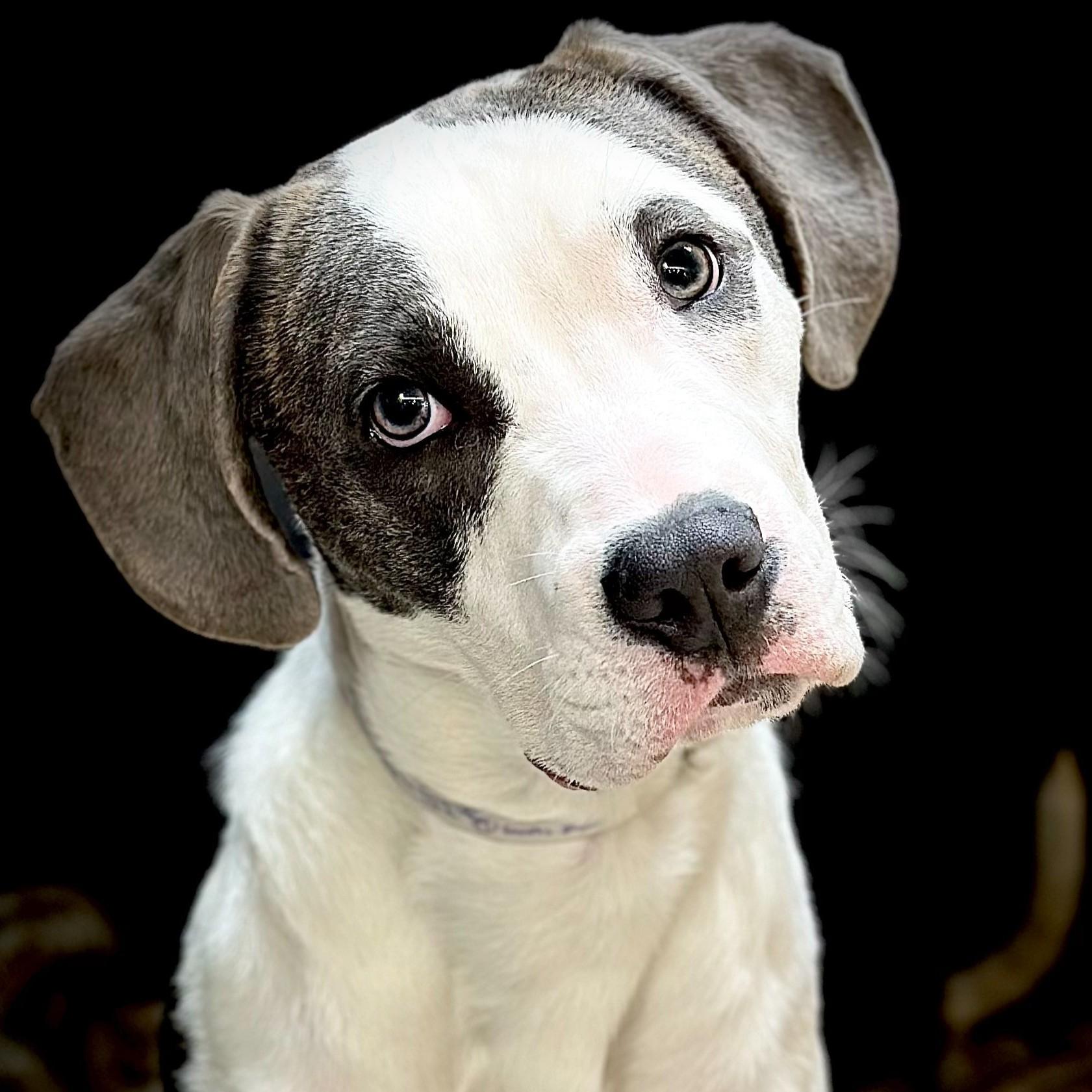 Terrance- #50706, an adoptable mixed breed in Columbia, MD image 4/6