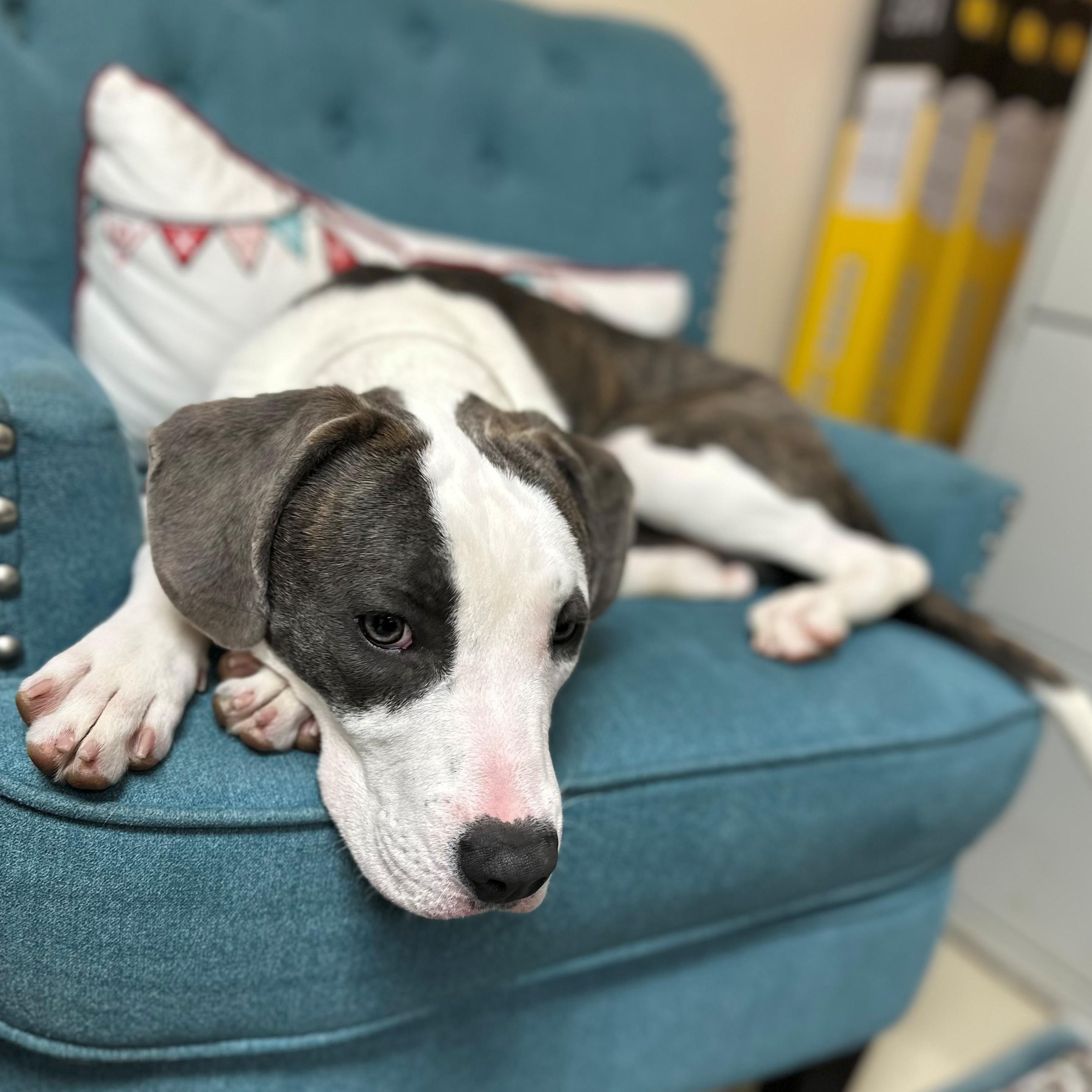 Terrance- #50706, an adoptable mixed breed in Columbia, MD image 1/6