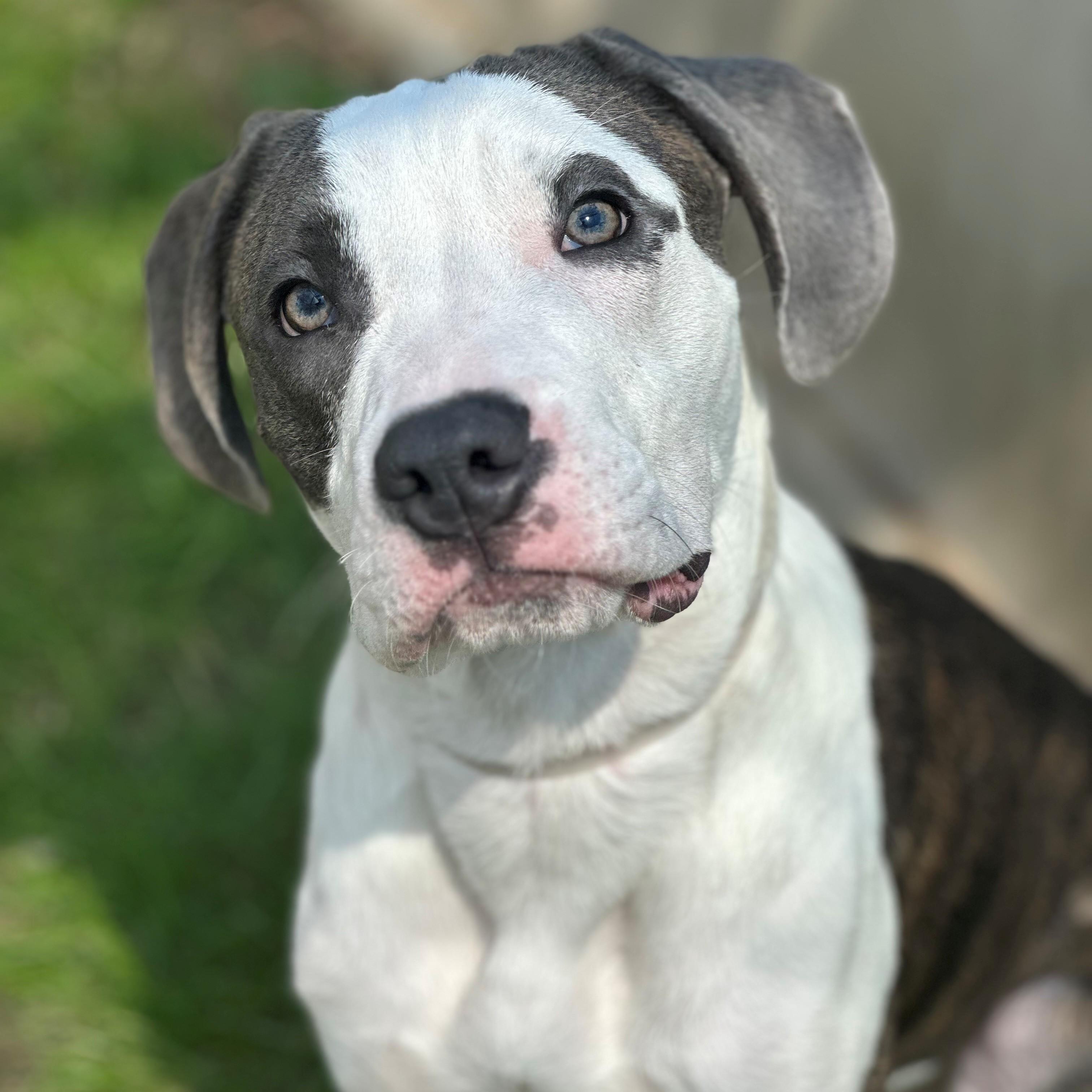 Terrance- #50706, an adoptable mixed breed in Columbia, MD image 2/5