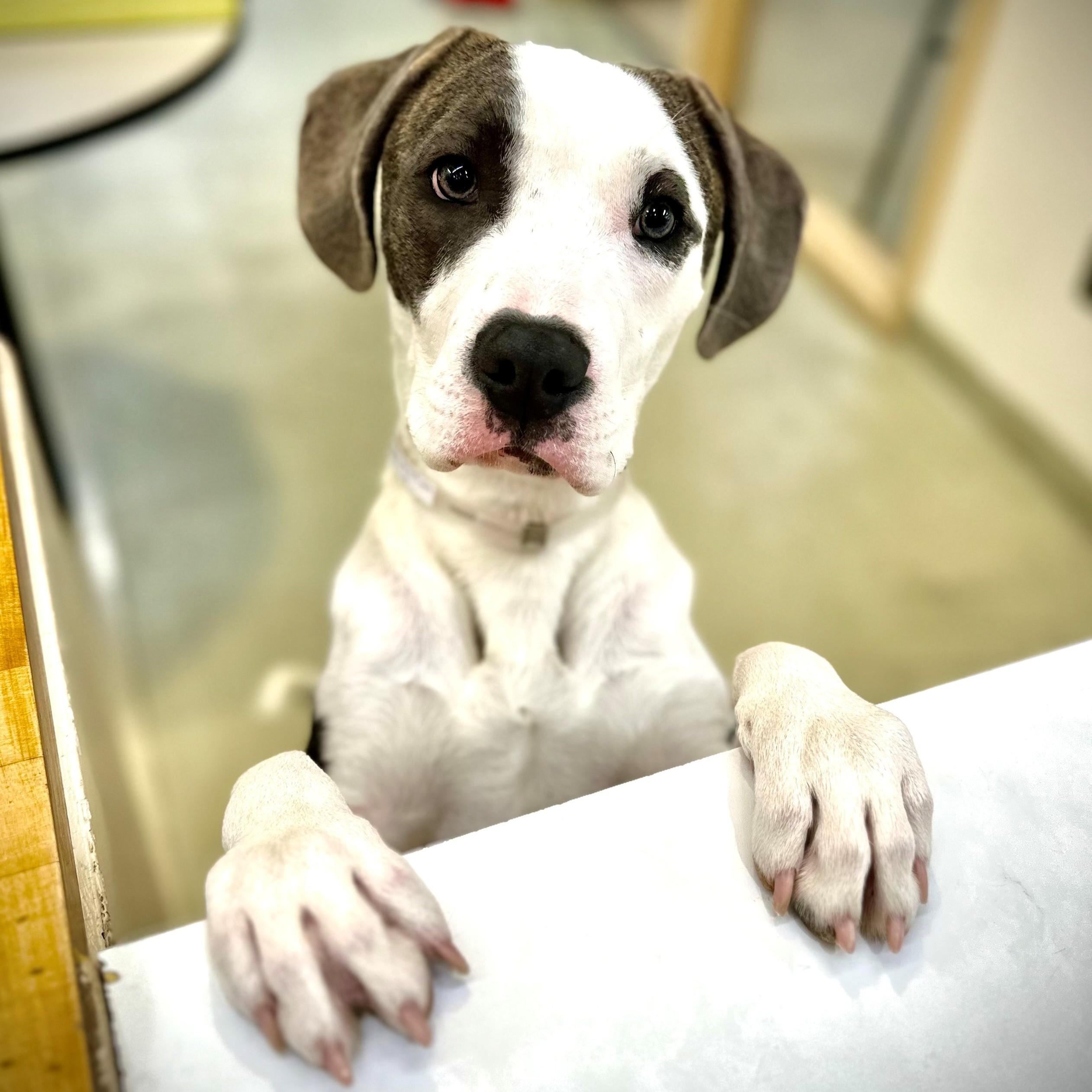 Terrance- #50706, an adoptable mixed breed in Columbia, MD image 2/6