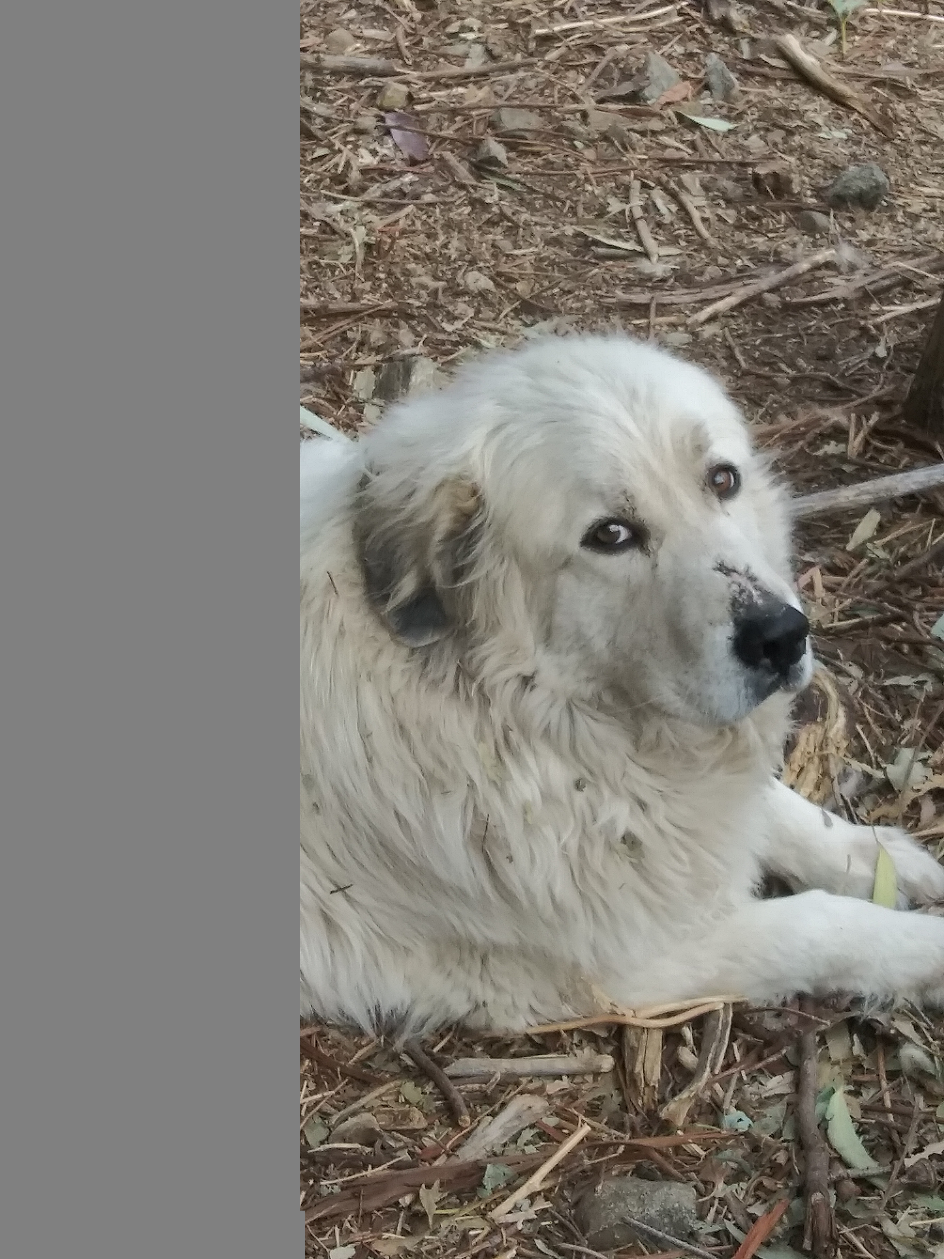 Oso SB, a Adoptable Great Pyrenees in San Bernardino, CA image 1/2