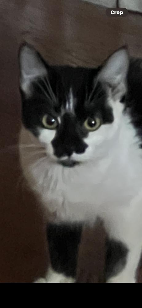 Mr Tux, Adoptable, Kitten Male Domestic Short Hair.