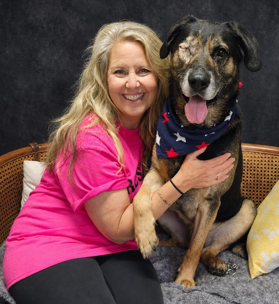 Ralo, ADOPTABLE, Adult Male German Shepherd Dog.