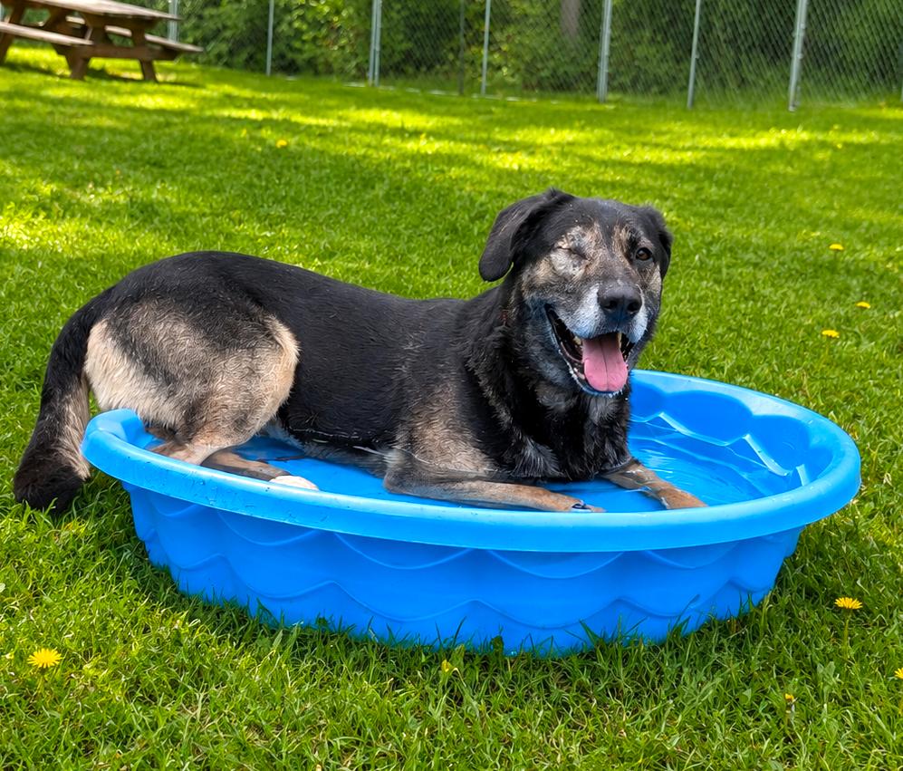 Ralo, a ADOPTABLE mixed breed in Cheboygan, MI image 3/6