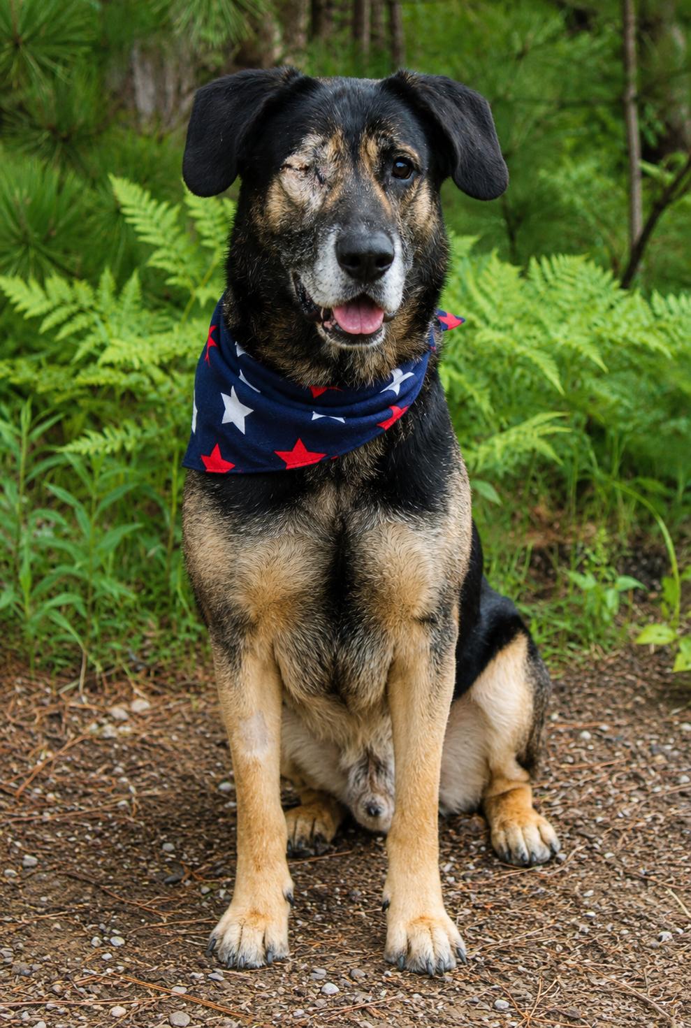 Ralo, a ADOPTABLE mixed breed in Cheboygan, MI image 6/6