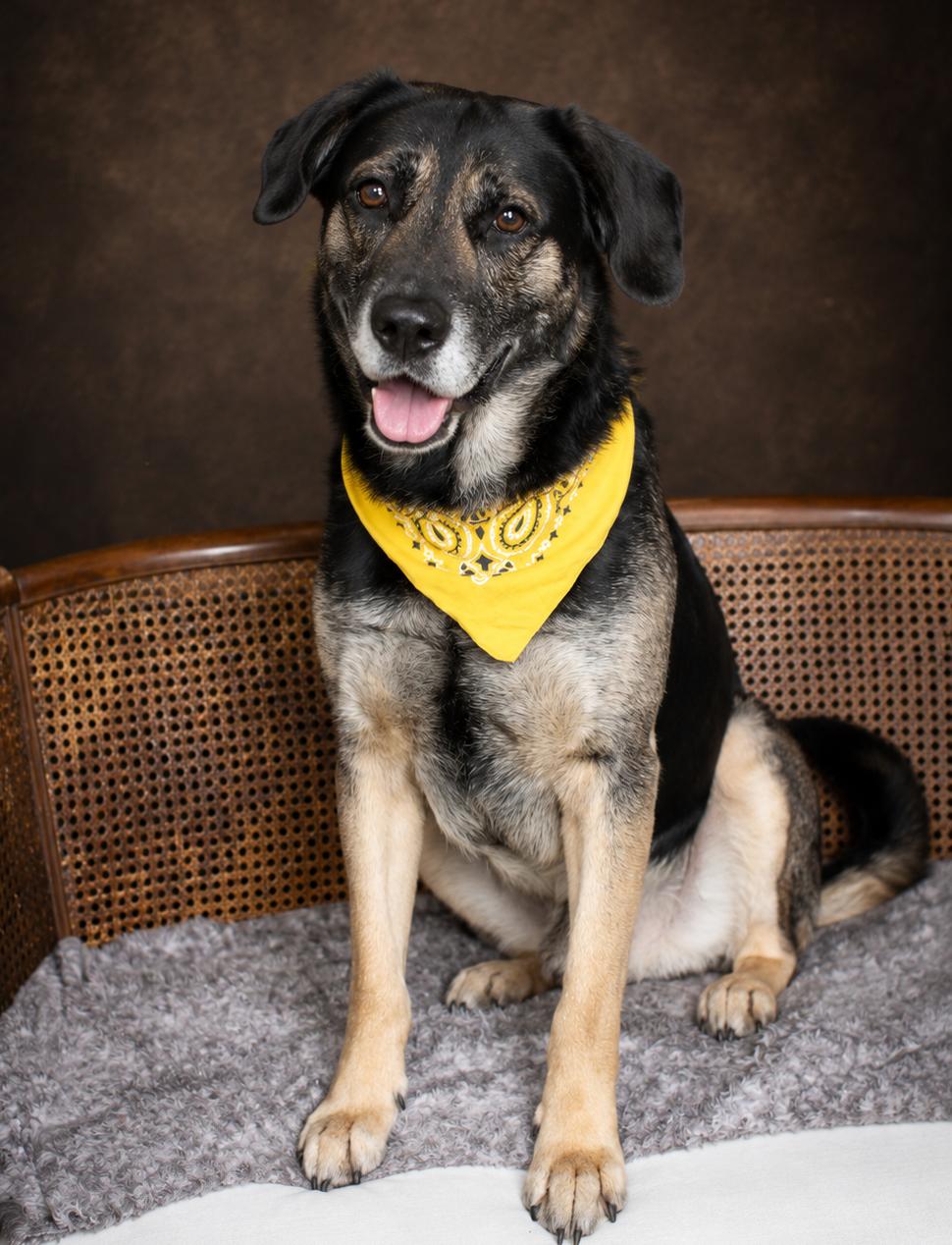 Ralo, a ADOPTABLE mixed breed in Cheboygan, MI image 2/6