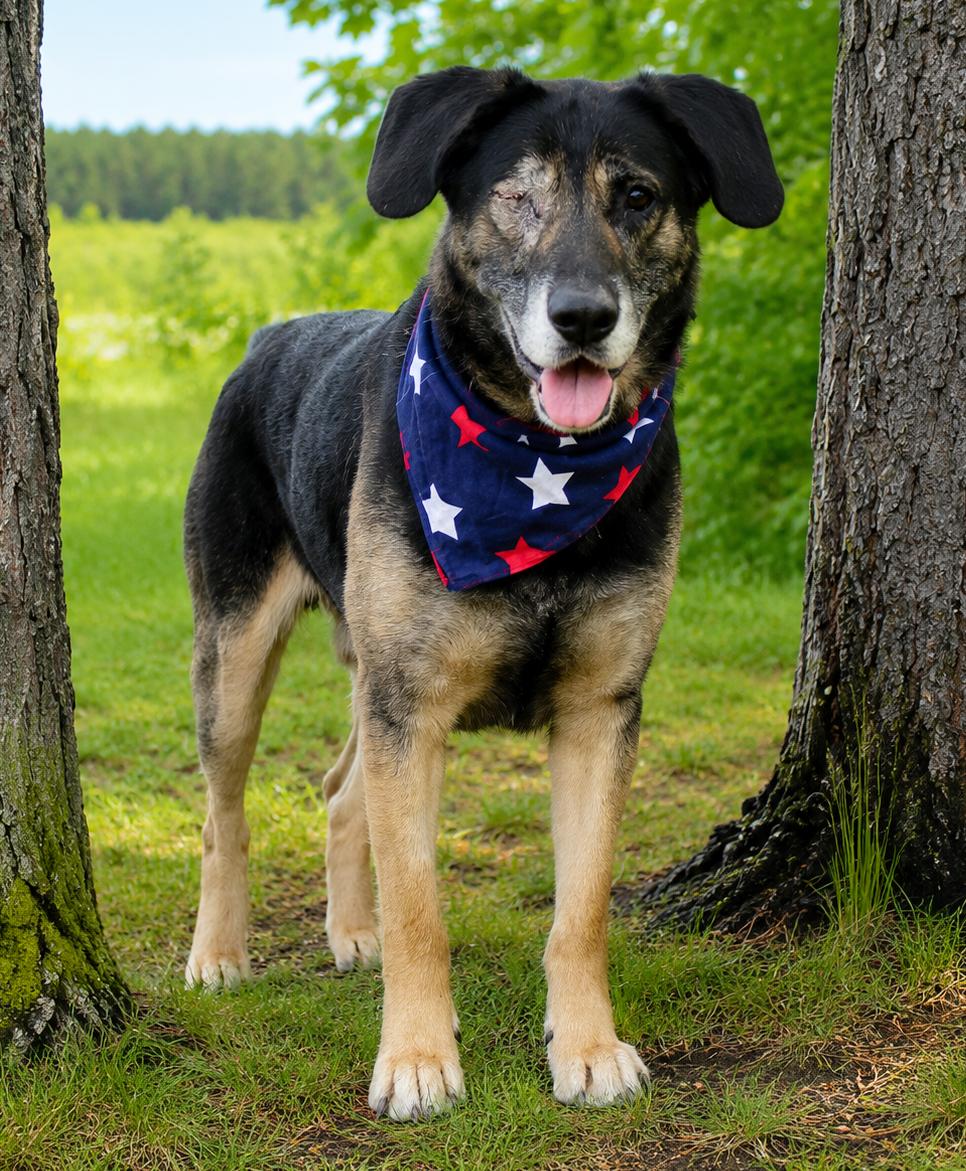 Ralo, a ADOPTABLE mixed breed in Cheboygan, MI image 2/6