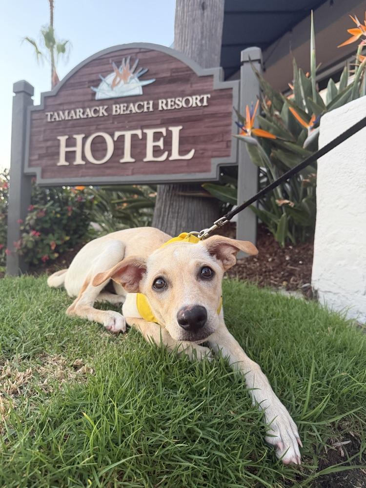 Goldie- Twinkie, Adoptable, Puppy Female Chihuahua.