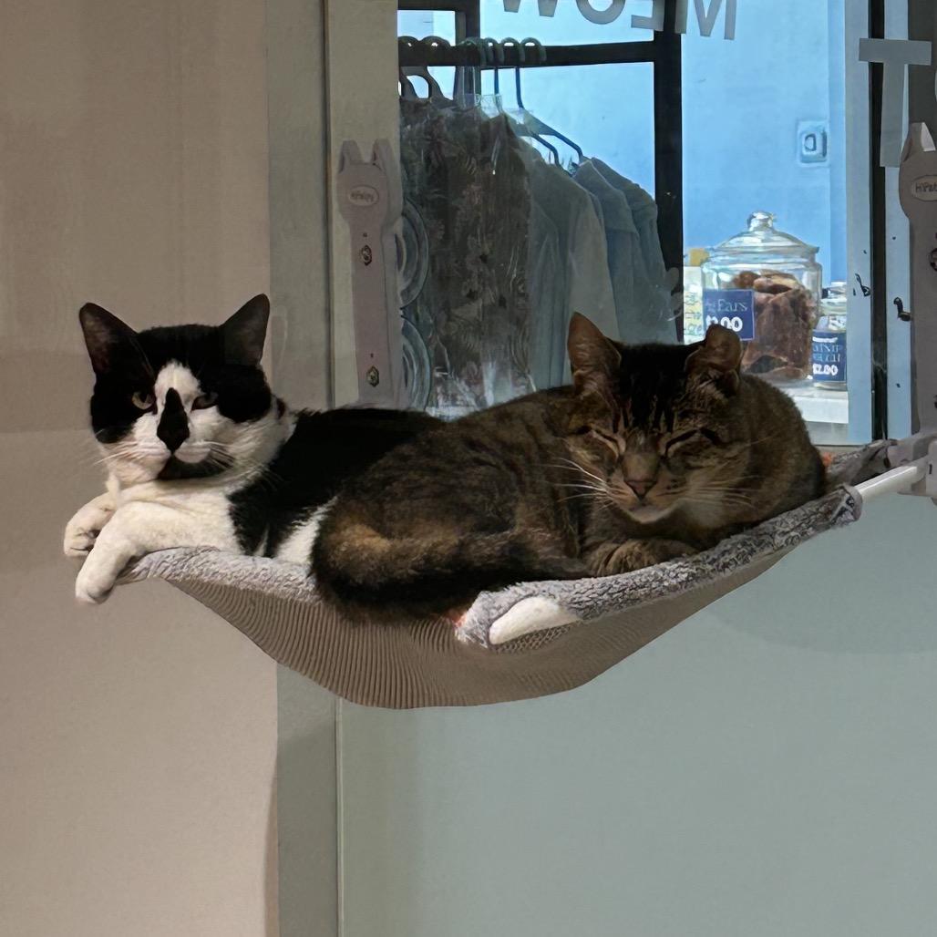 Enlarge Checkers, a Adoptable Domestic Short Hair in Sarasota, FL image 1/5