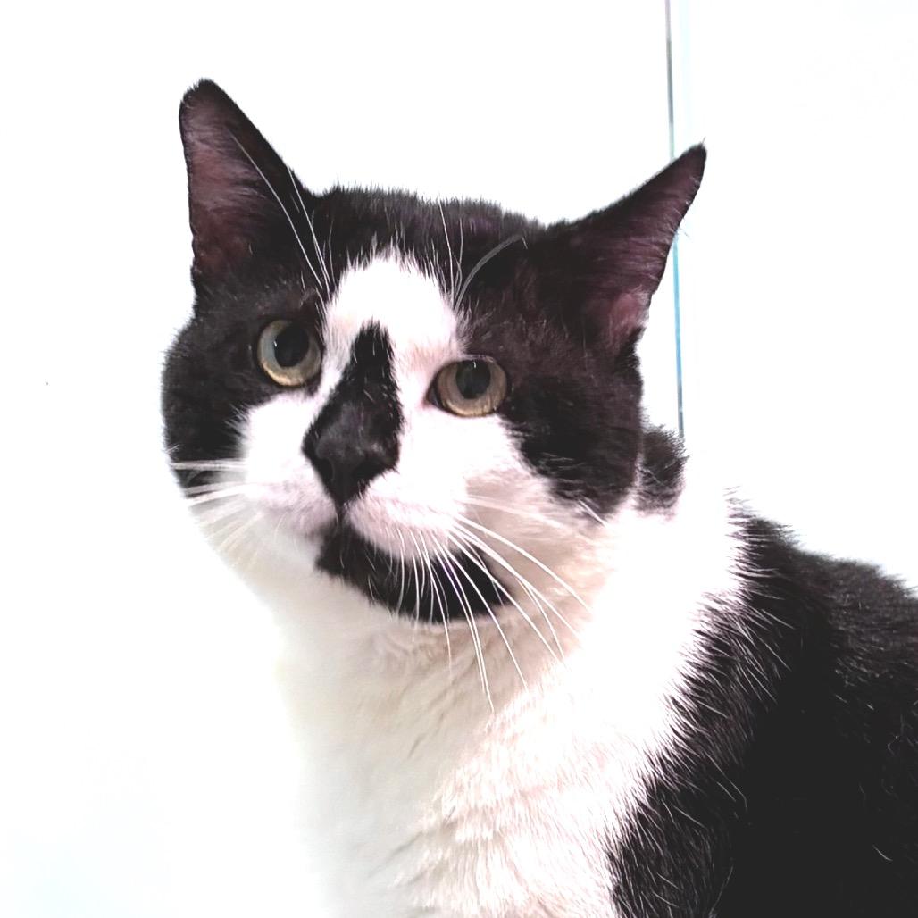 Enlarge Checkers, a Adoptable Domestic Short Hair in Sarasota, FL image 2/5