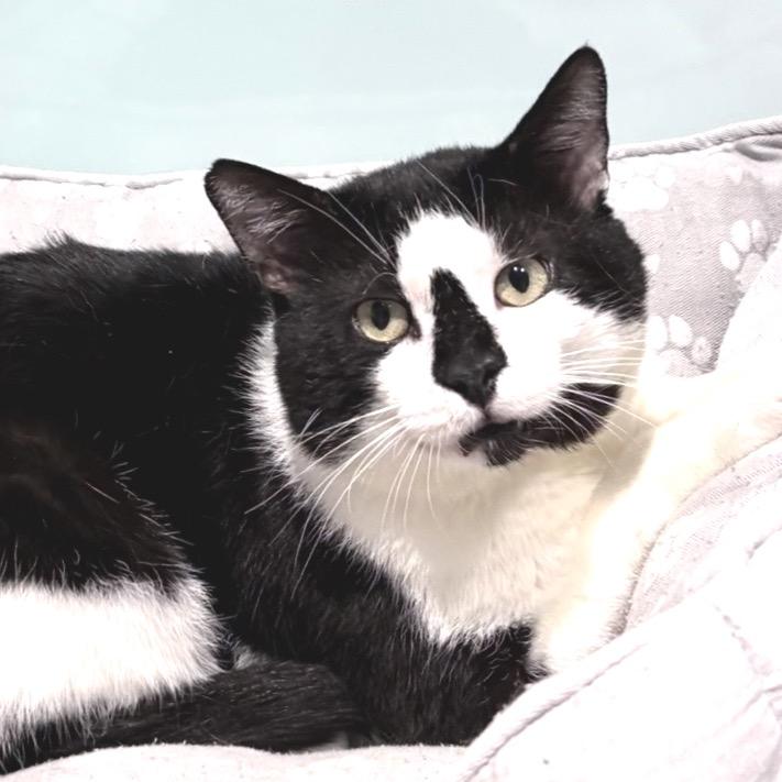 Enlarge Checkers, a Adoptable Domestic Short Hair in Sarasota, FL image 3/5