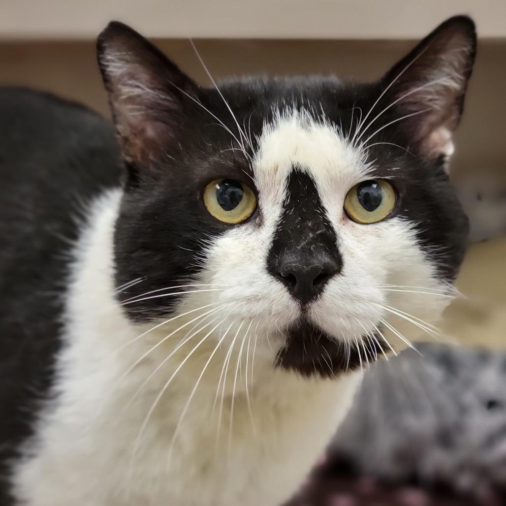 Enlarge Checkers, a Adoptable Domestic Short Hair in Sarasota, FL image 4/5