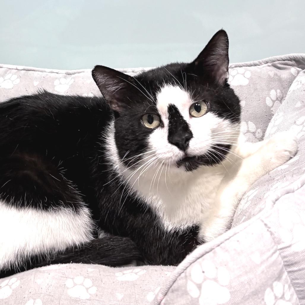 Enlarge Checkers, a Adoptable Domestic Short Hair in Sarasota, FL image 5/5