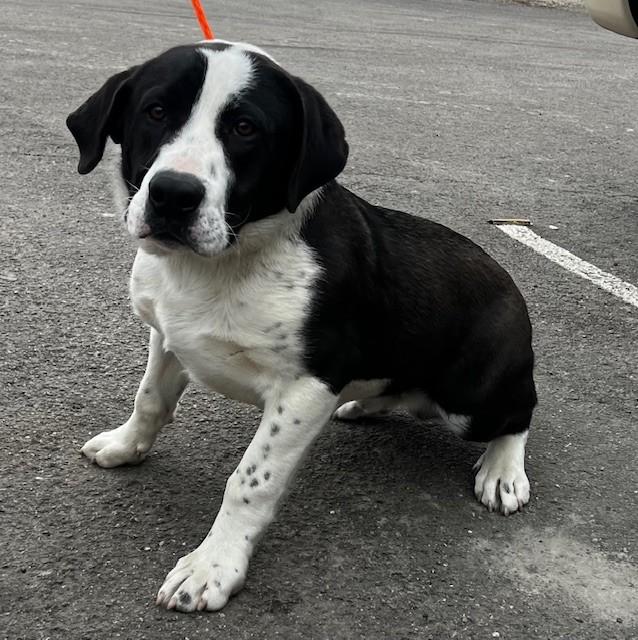 Enlarge 60316497, a ADOPTABLE mixed breed in Elko, NV image 1/1