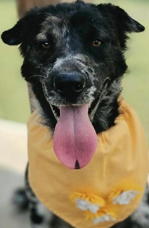 Enlarge PIPER, a Adoptable mixed breed in Elizabethton, TN image 1/6