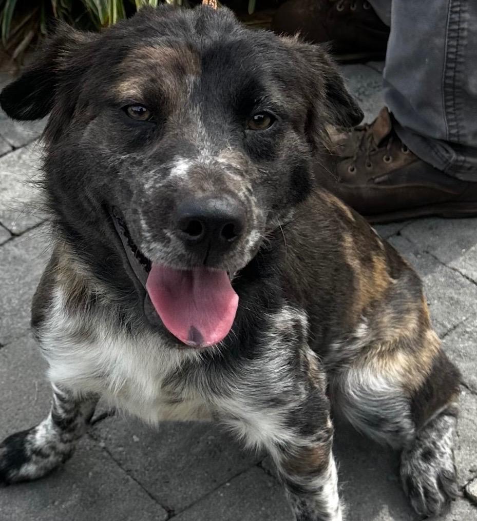 Enlarge PIPER, a Adoptable mixed breed in Elizabethton, TN image 2/6