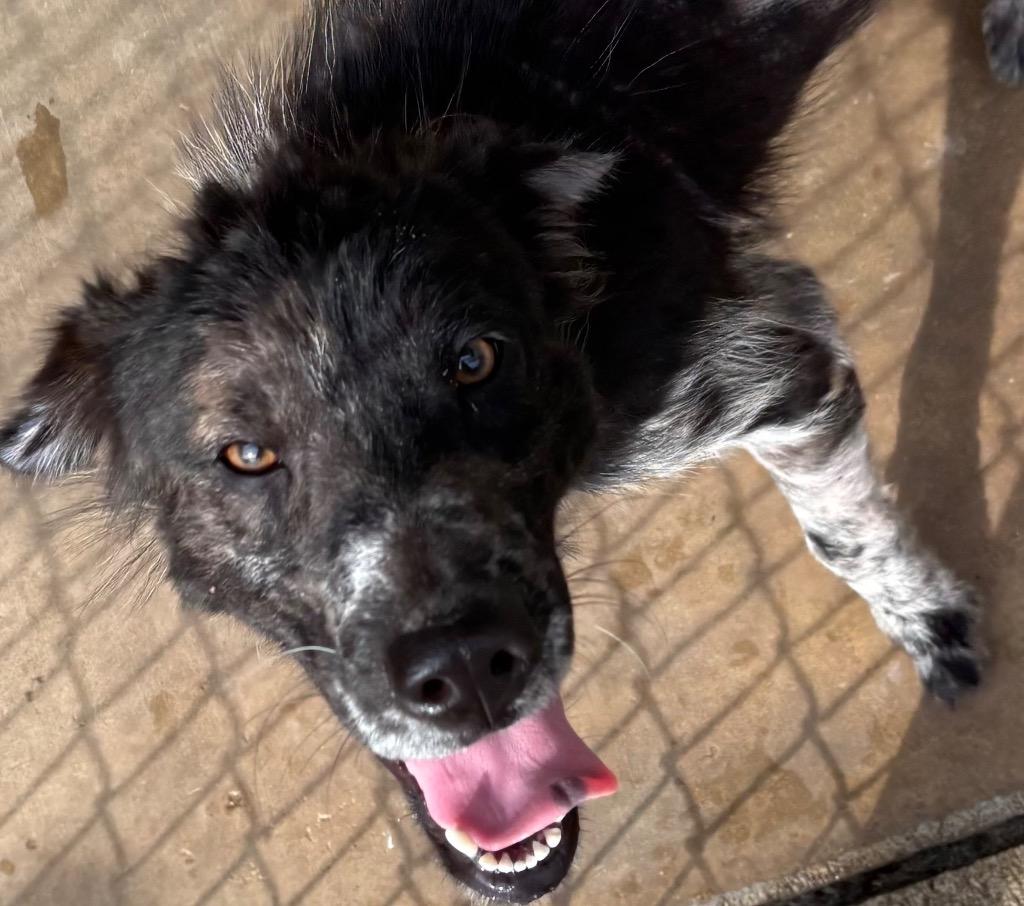 Enlarge PIPER, a Adoptable mixed breed in Elizabethton, TN image 3/6