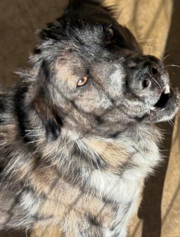 Enlarge PIPER, a Adoptable mixed breed in Elizabethton, TN image 4/6
