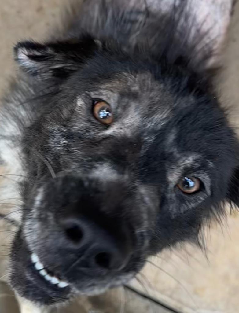 Enlarge PIPER, a Adoptable mixed breed in Elizabethton, TN image 5/6