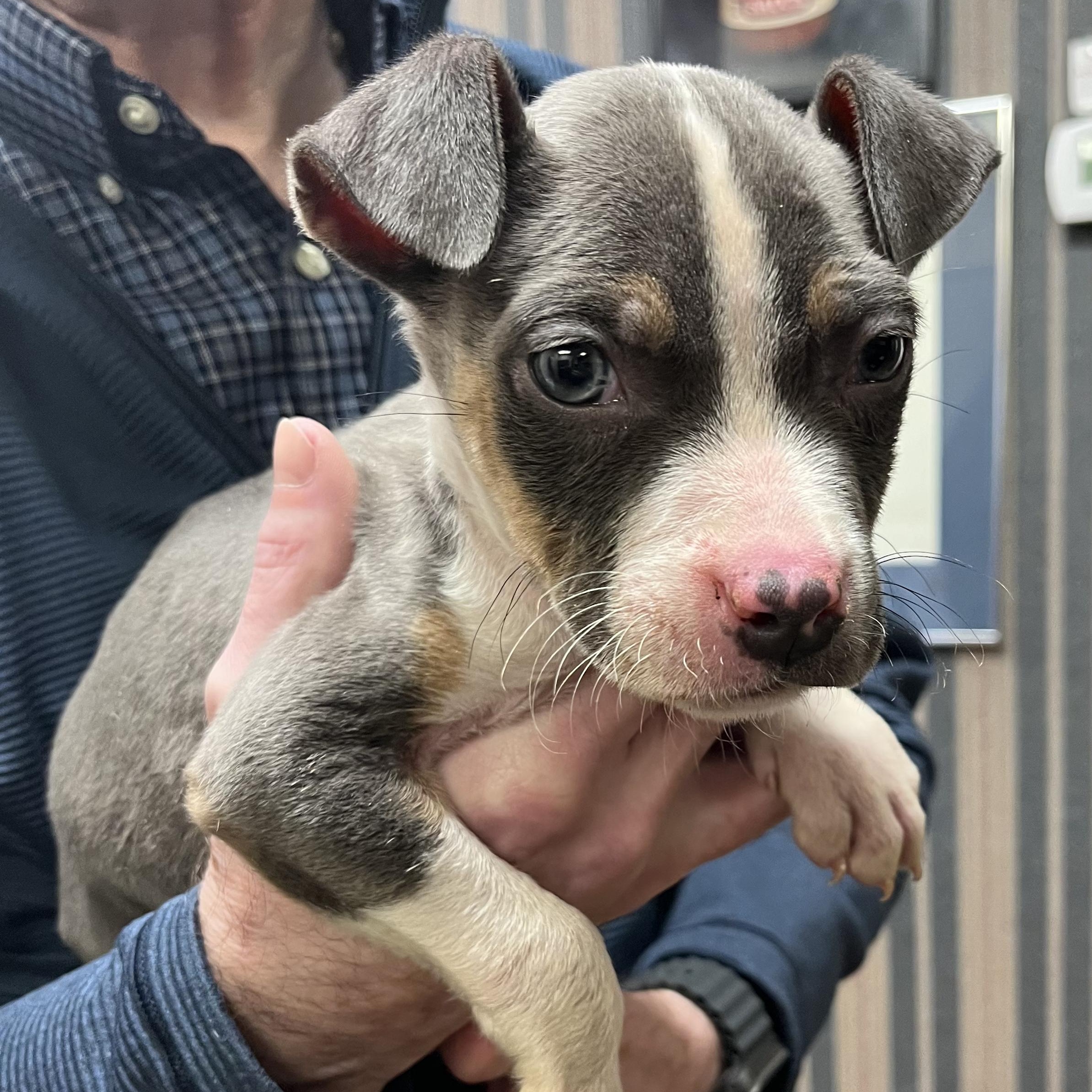 Enlarge Wishbone, an adopted mixed breed in Knoxville, TN image 2/2
