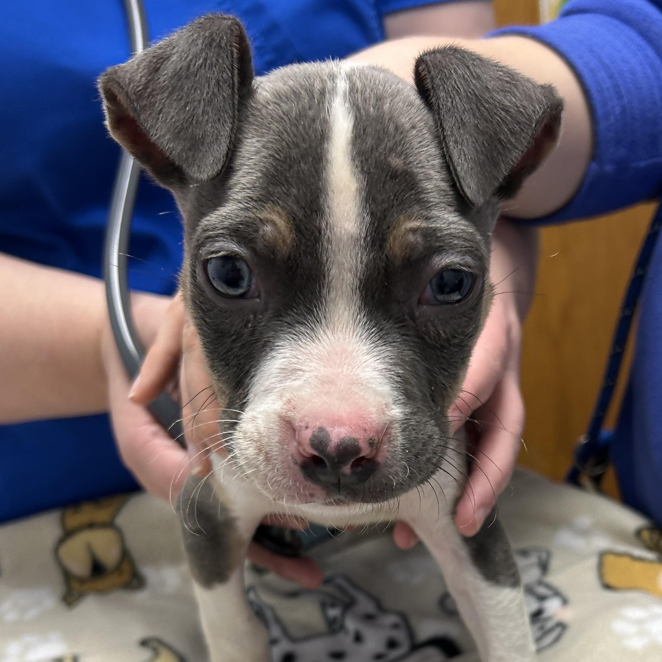 Enlarge Wishbone, an adopted mixed breed in Knoxville, TN image 1/2