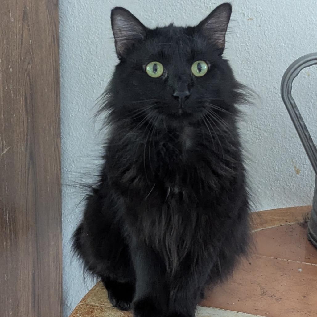 Doug, Adoptable, Adult Male Domestic Long Hair.