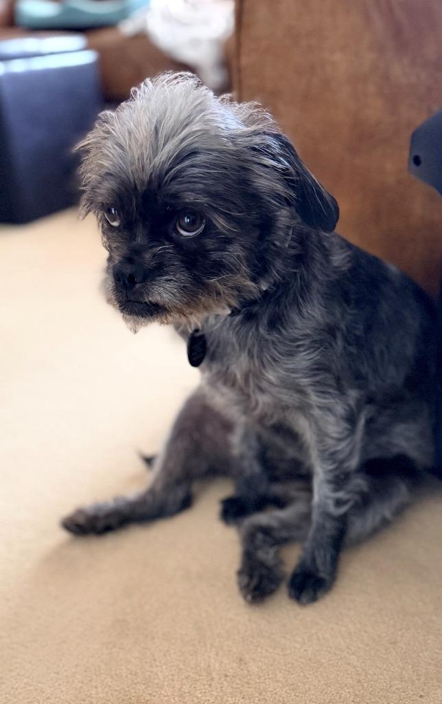 Leia, a Adoptable mixed breed in West Bloomfield, MI image 1/6