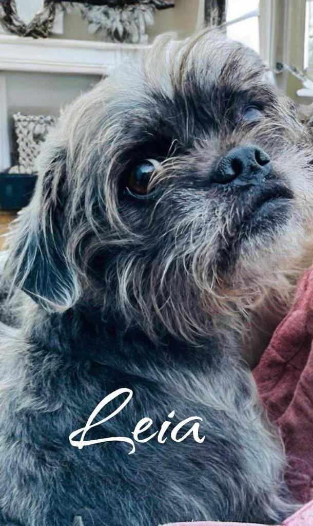 Leia, a Adoptable mixed breed in West Bloomfield, MI image 3/6