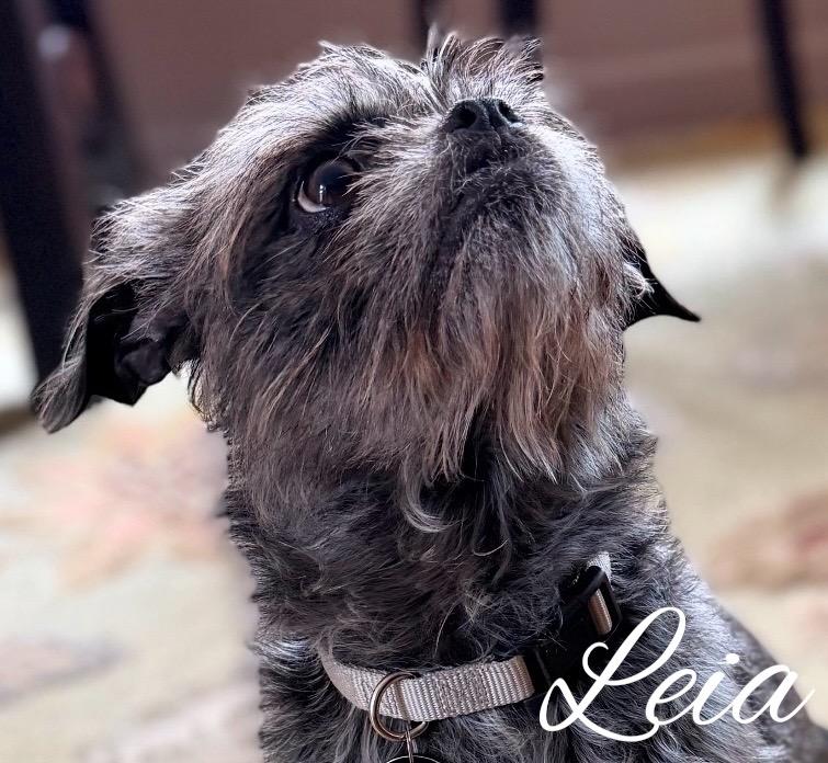 Leia, a Adoptable mixed breed in West Bloomfield, MI image 4/6