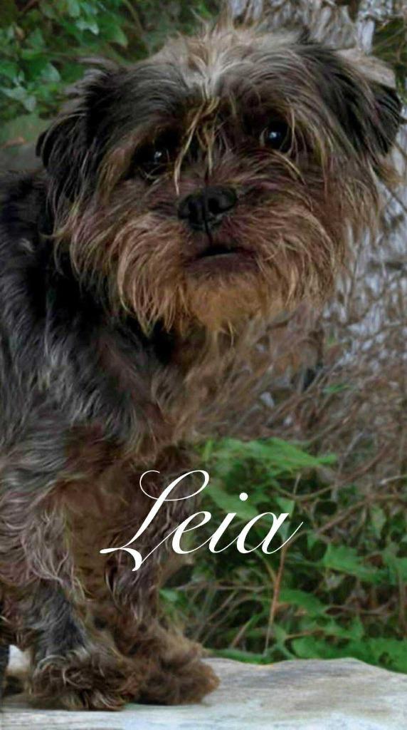Leia, a Adoptable mixed breed in West Bloomfield, MI image 6/6