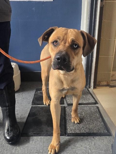 DARWIN, Adoptable, Young Male Pit Bull Terrier & Siberian Husky.