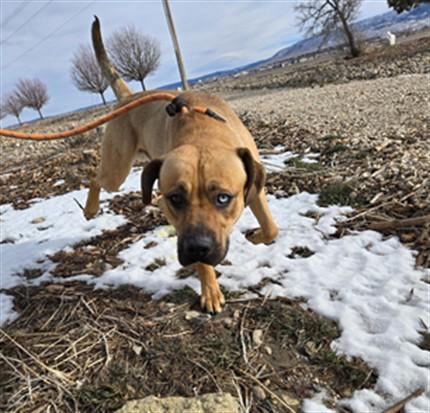 DARWIN, Adoptable, Young Male Pit Bull Terrier & Siberian Husky.