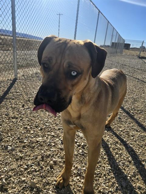 DARWIN, Adoptable, Young Male Pit Bull Terrier & Siberian Husky.