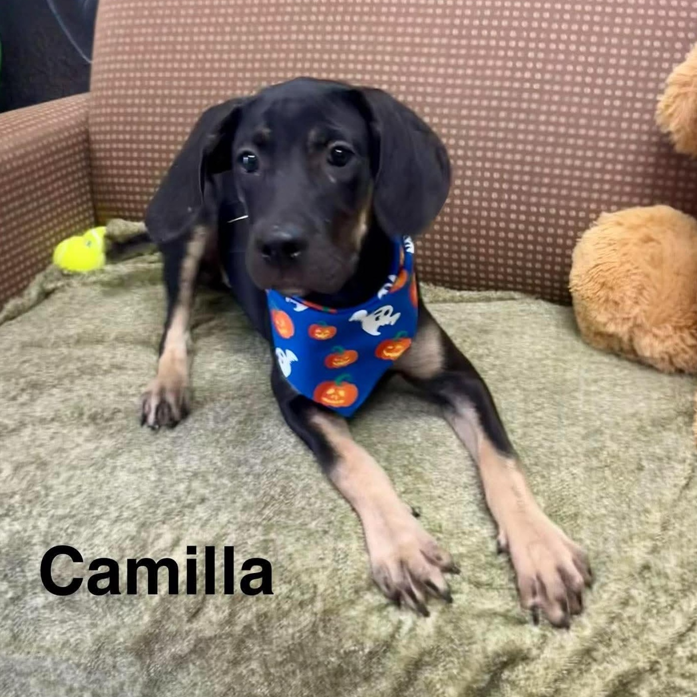 Enlarge Camilla, a Adoptable mixed breed in Blairstown, NJ image 1/2