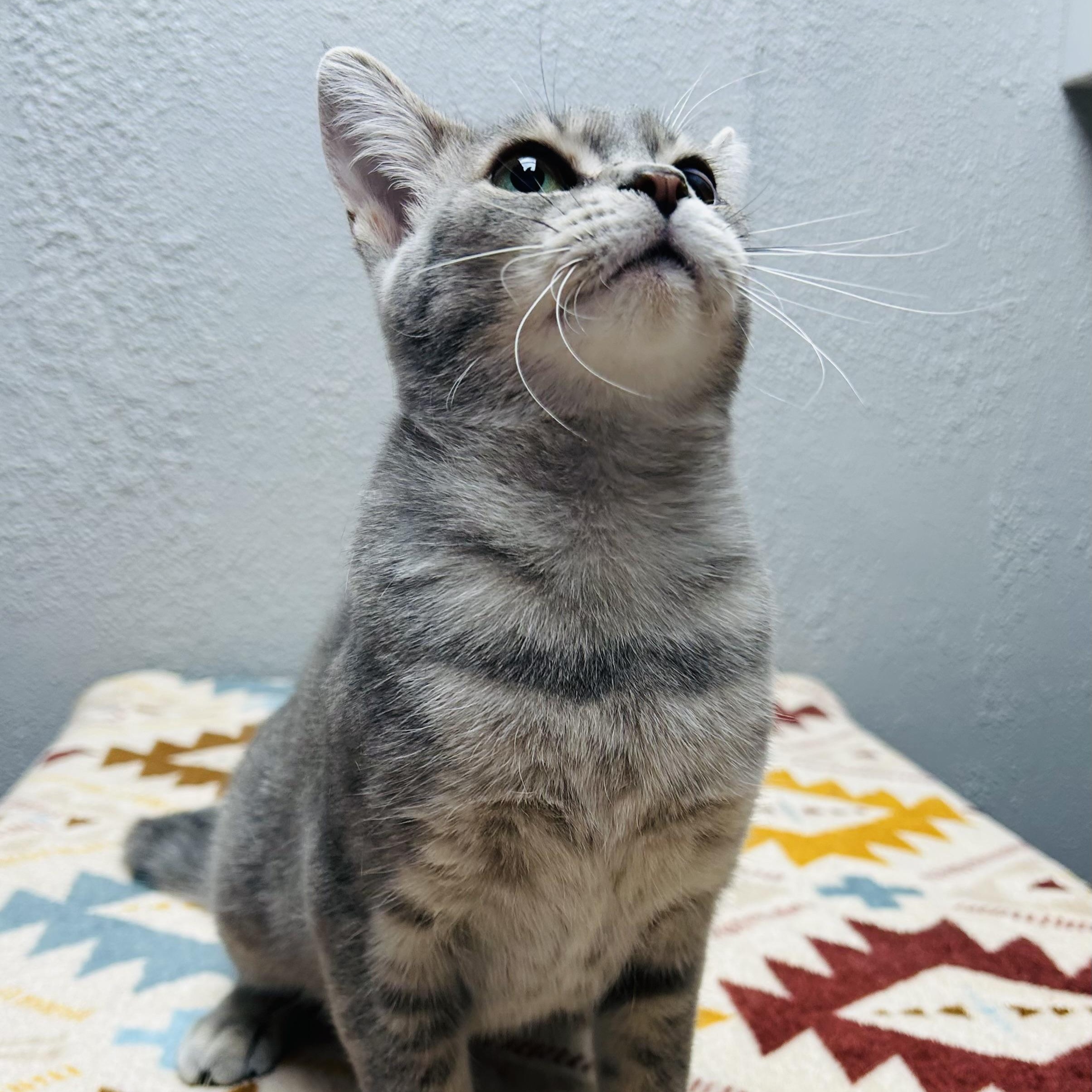 Bitsy, a ADOPTABLE Domestic Short Hair in Walker, MI image 2/6