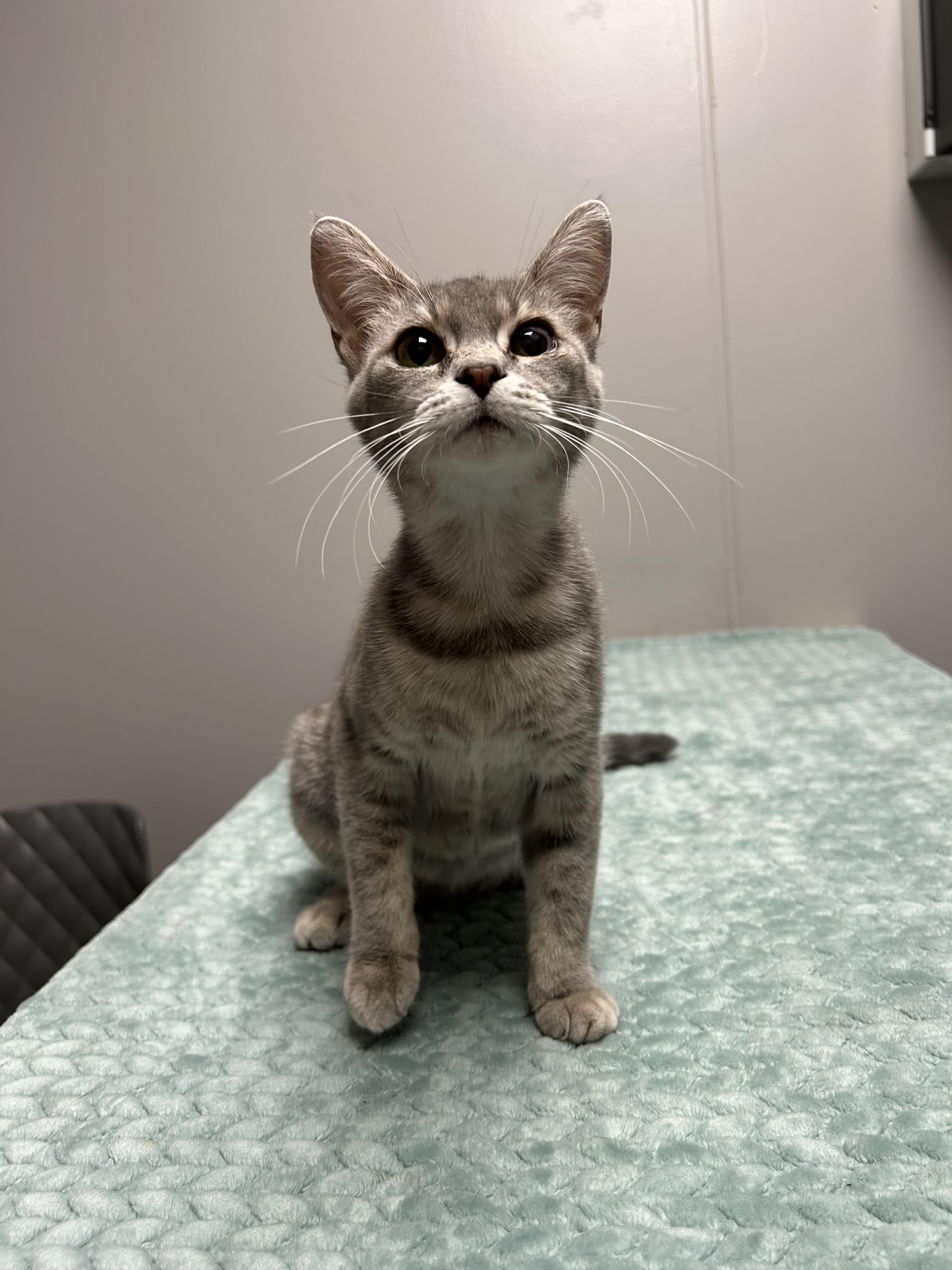 Bitsy, a ADOPTABLE Domestic Short Hair in Walker, MI image 5/5