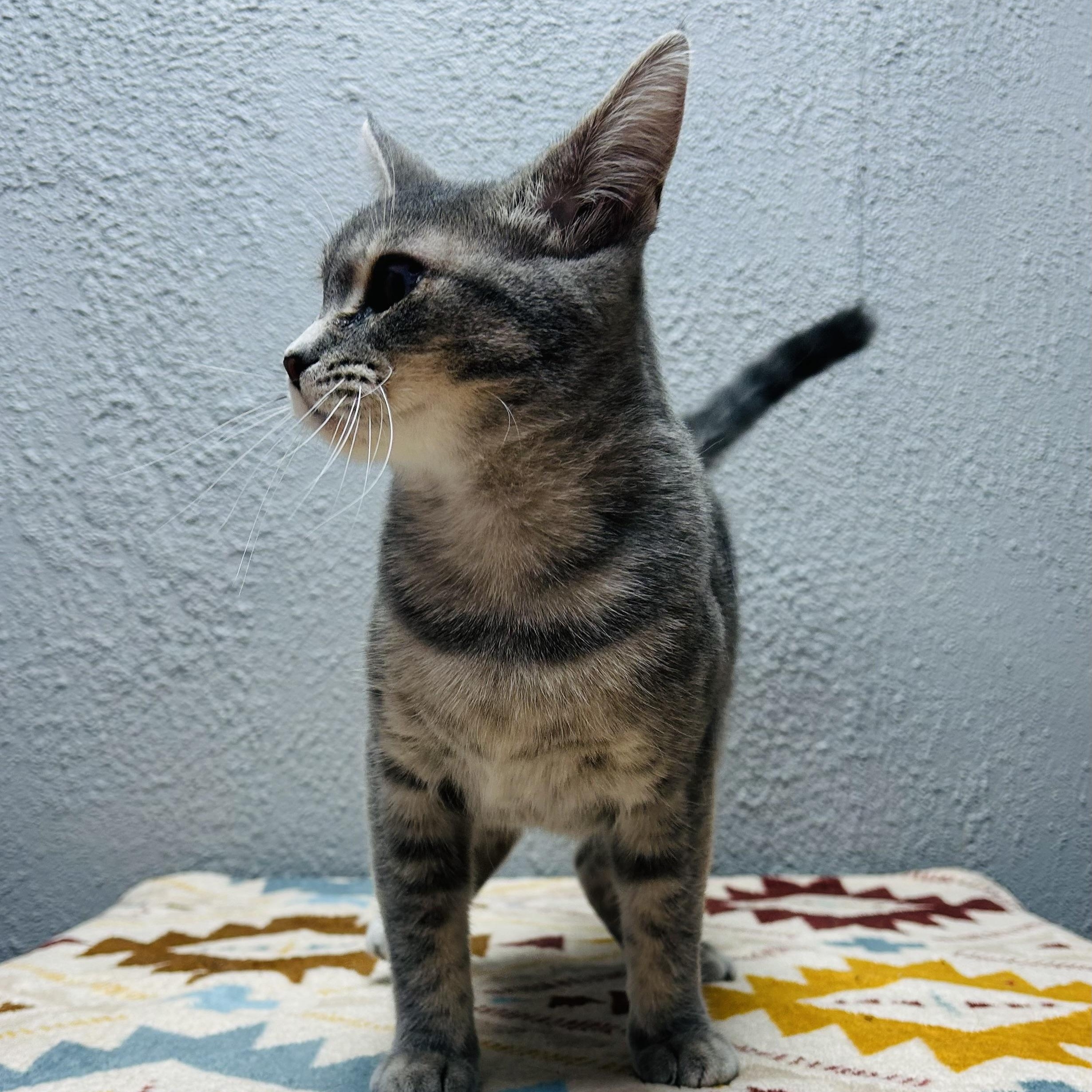 Bitsy, a ADOPTABLE Domestic Short Hair in Walker, MI image 3/6
