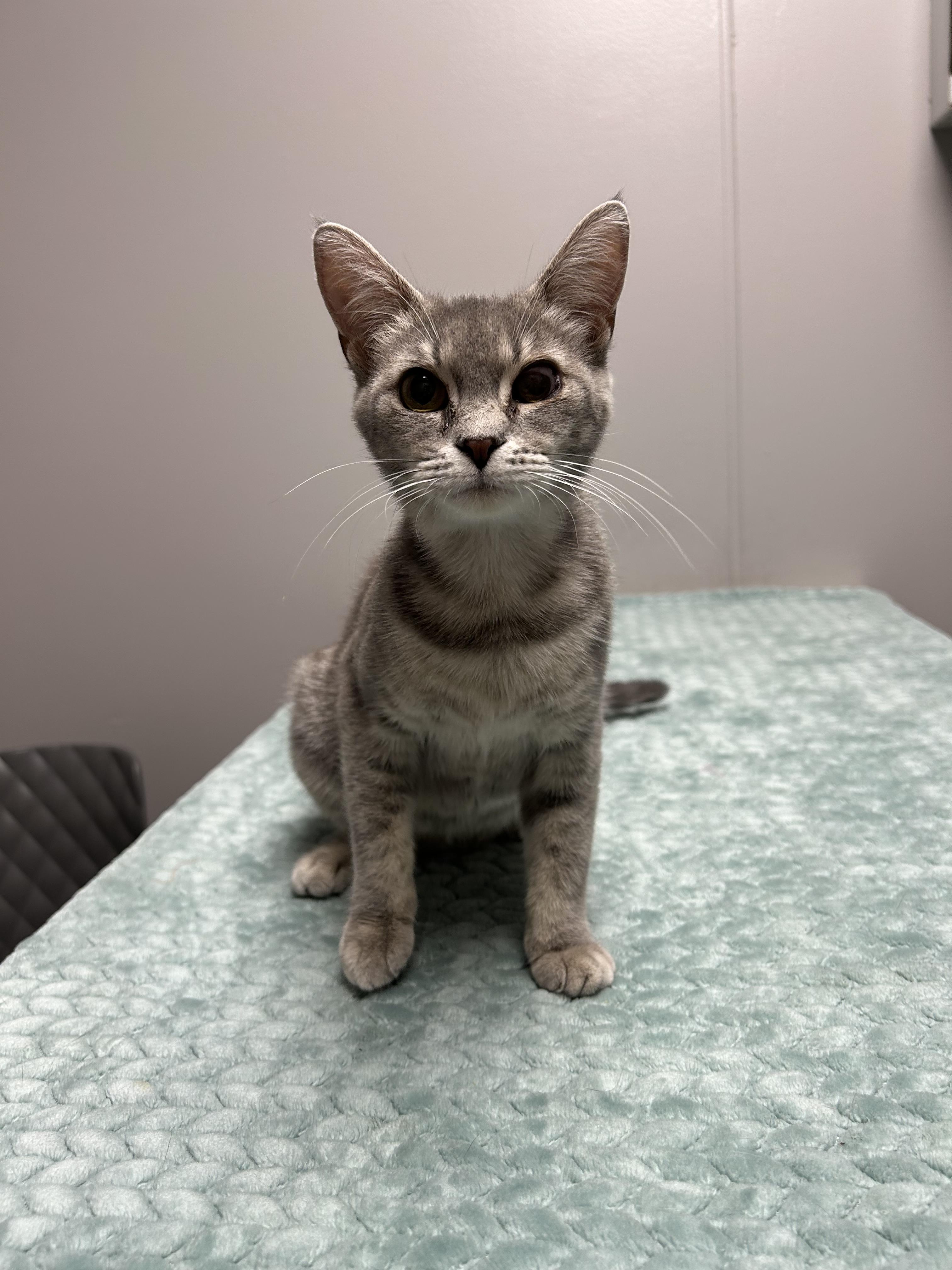 Bitsy, a ADOPTABLE Domestic Short Hair in Walker, MI image 3/5