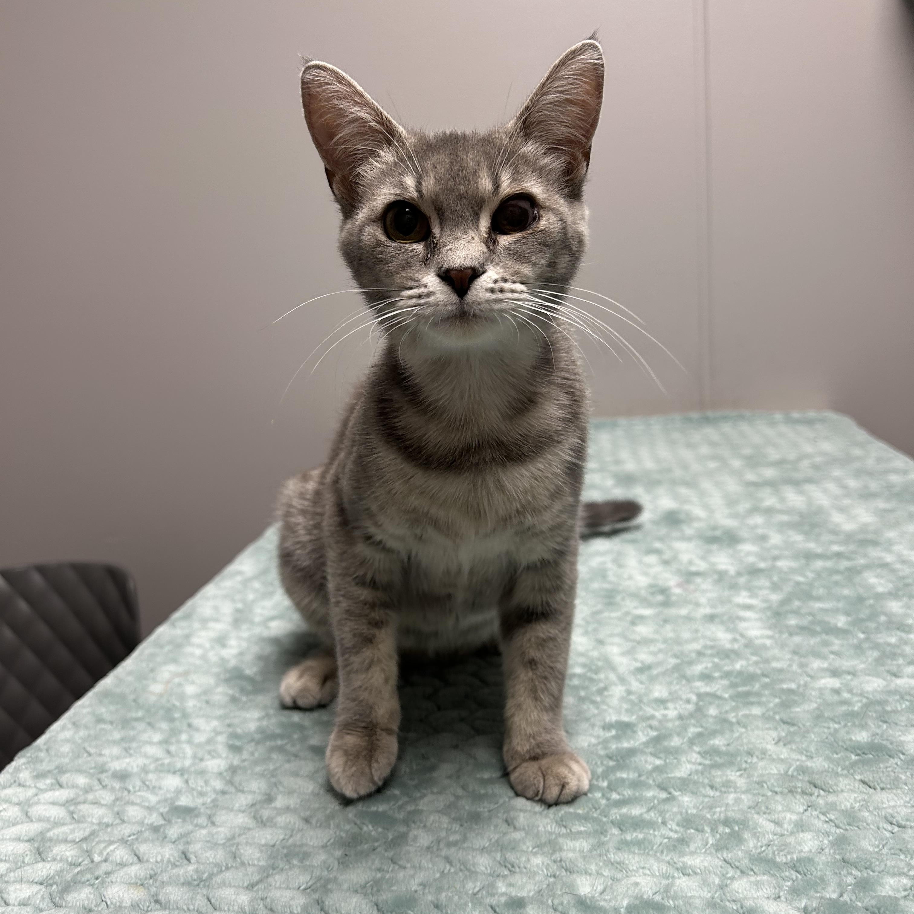 Bitsy, a ADOPTABLE Domestic Short Hair in Walker, MI image 6/6
