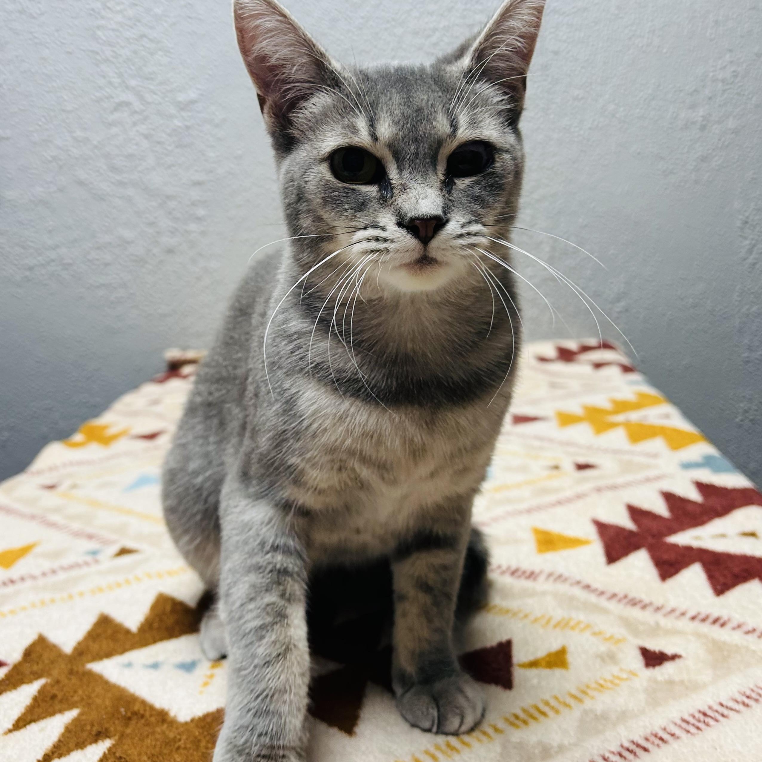 Bitsy, a ADOPTABLE Domestic Short Hair in Walker, MI image 1/6