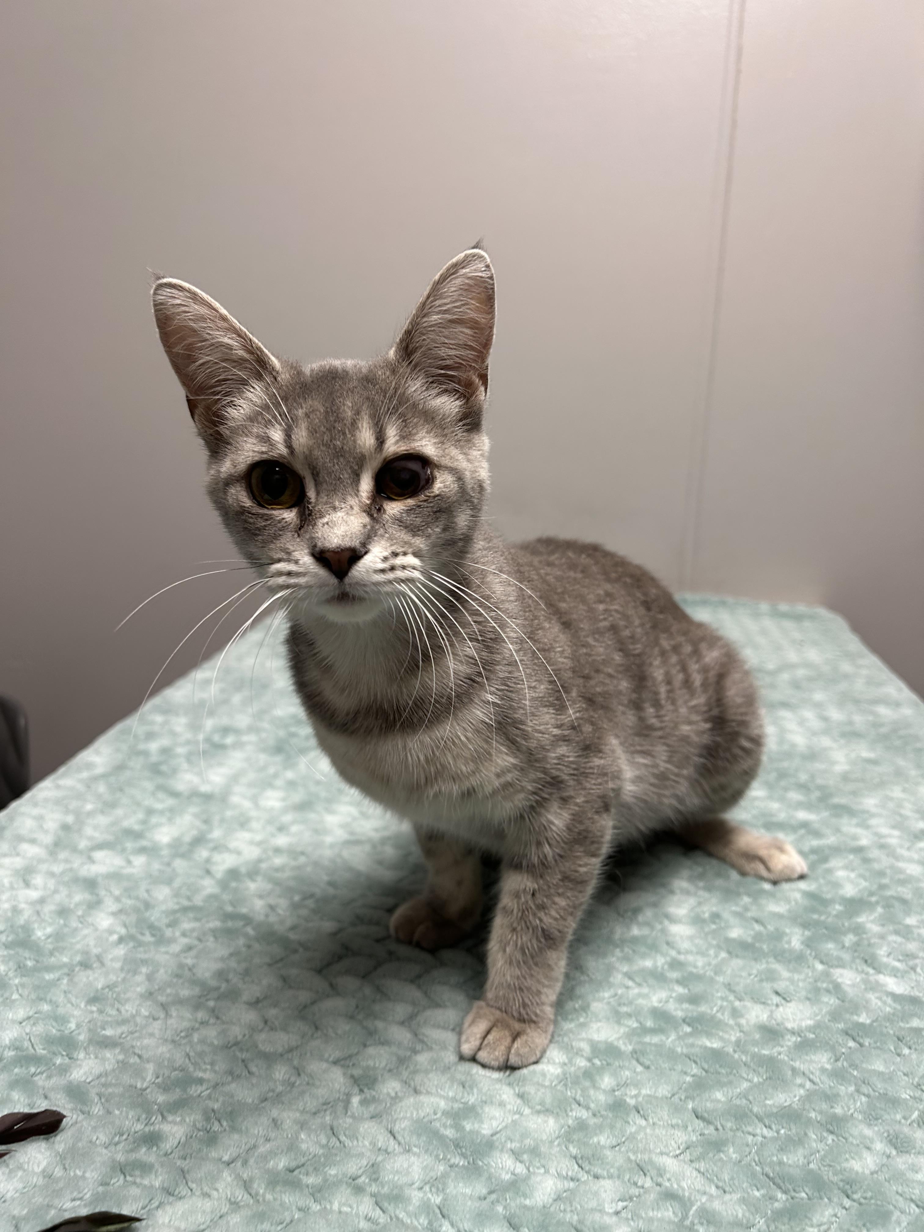 Bitsy, a ADOPTABLE Domestic Short Hair in Walker, MI image 4/5