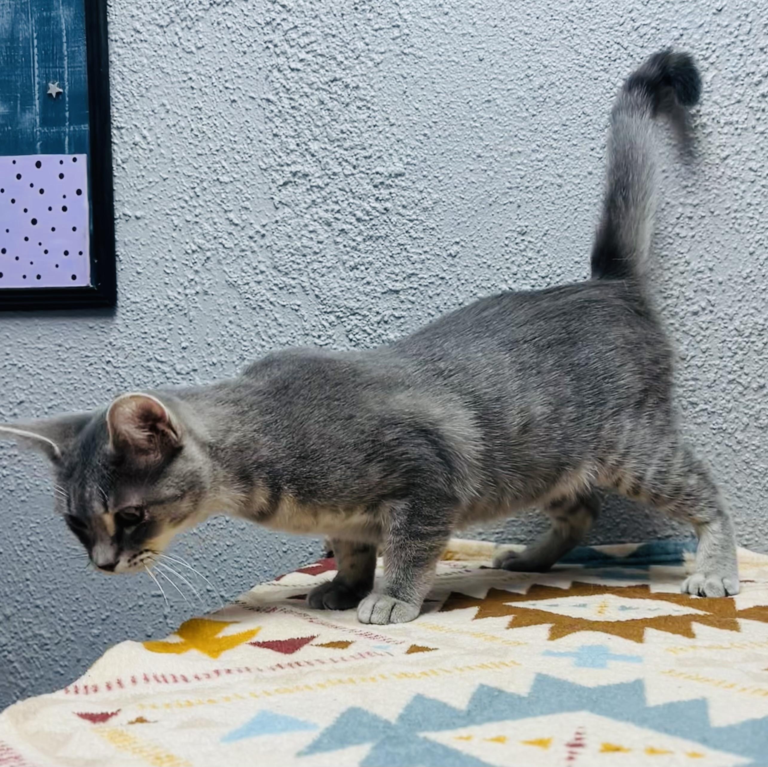 Bitsy, a ADOPTABLE Domestic Short Hair in Walker, MI image 4/6
