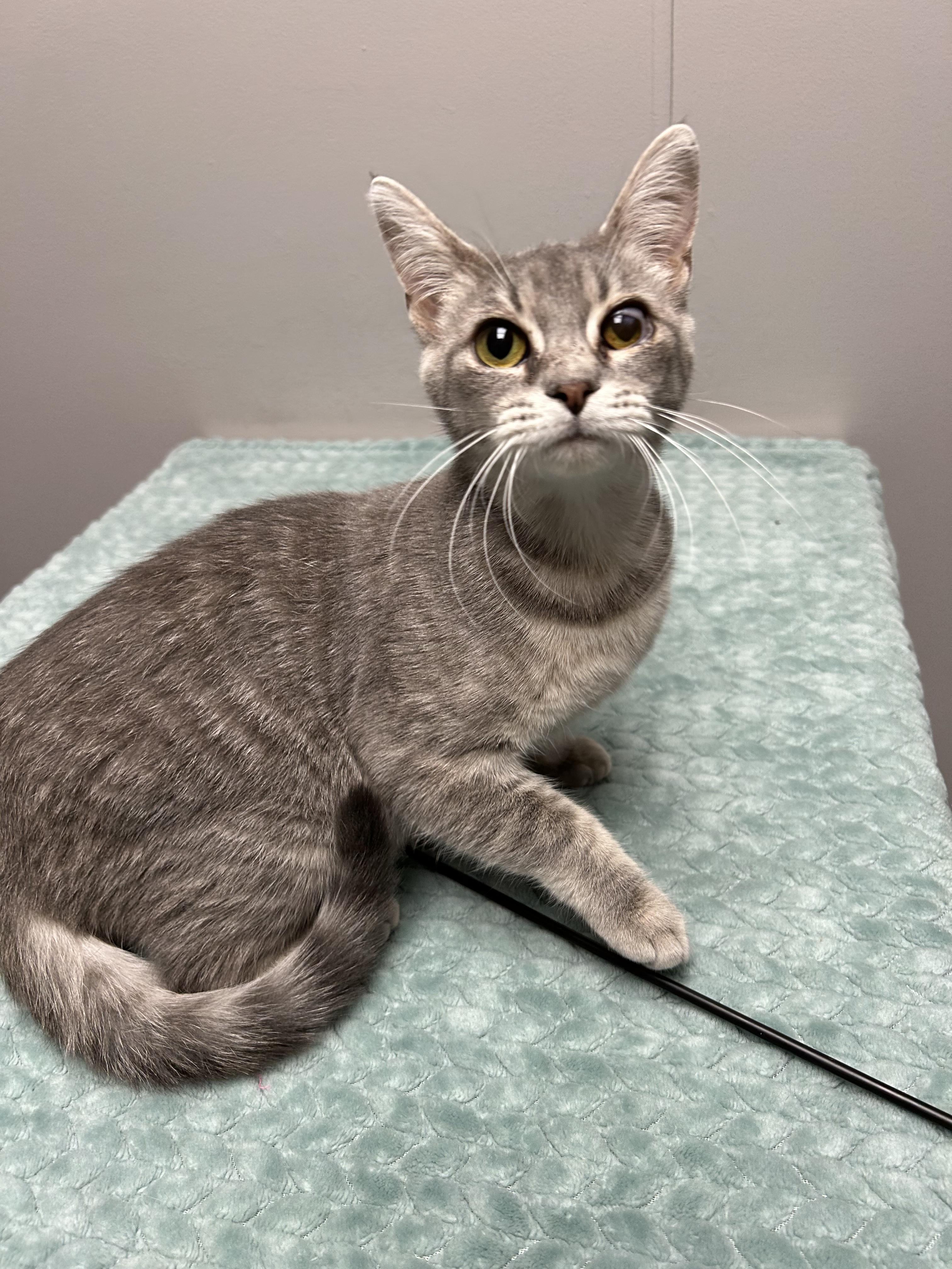 Bitsy, ADOPTABLE, Adult Female Domestic Short Hair.
