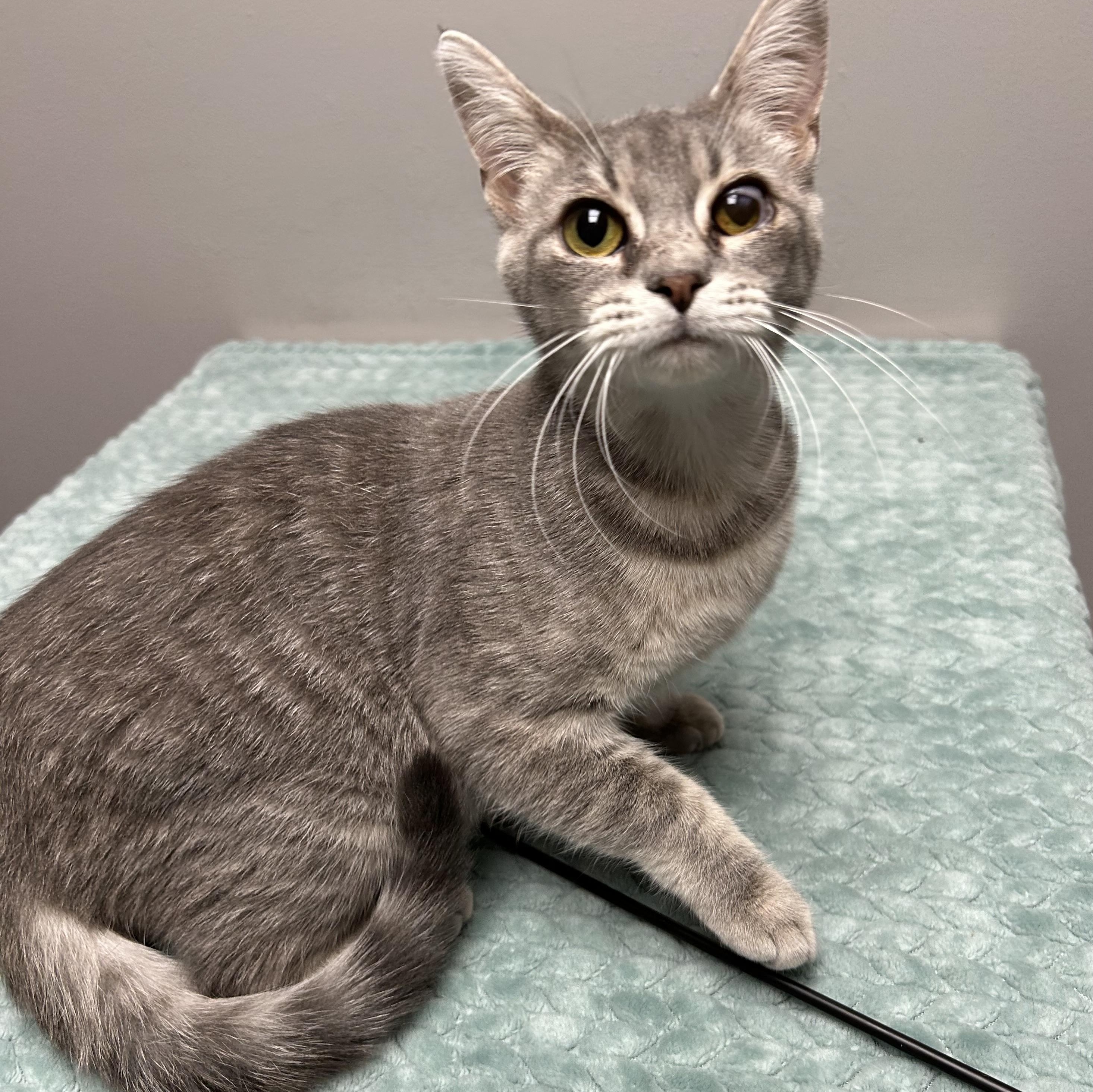 Bitsy, a ADOPTABLE Domestic Short Hair in Walker, MI image 5/6