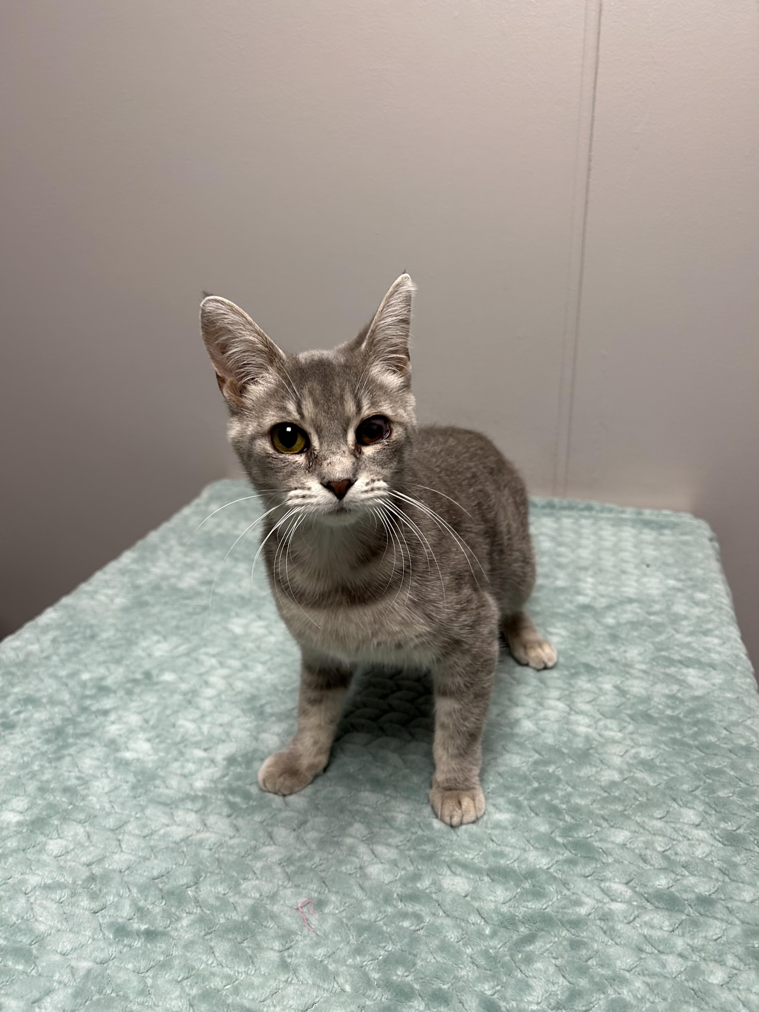 Bitsy, a ADOPTABLE Domestic Short Hair in Walker, MI image 2/5