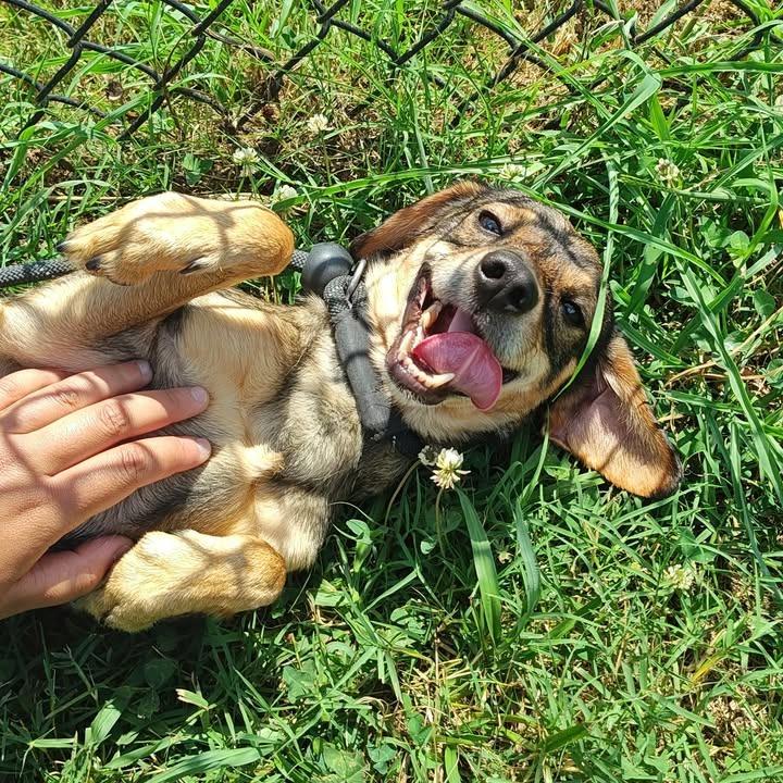 Wolf, a Adoptable Terrier in Springdale, AR image 3/6