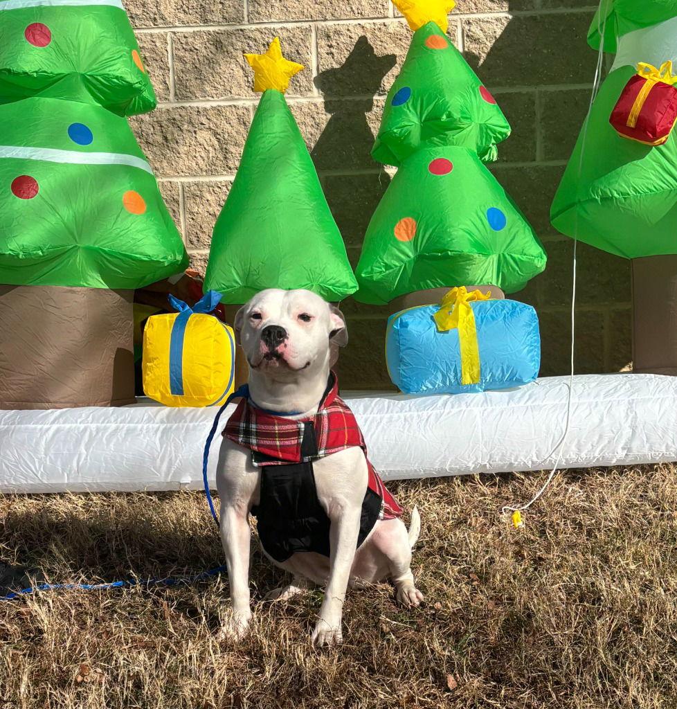 DA 8 Snowbeam, Adoptable, Young Female Pit Bull Terrier.