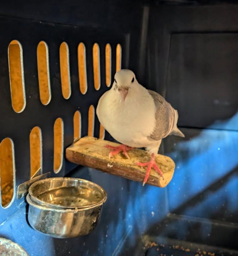 Nubird, Adoptable, Young Male Pigeon.