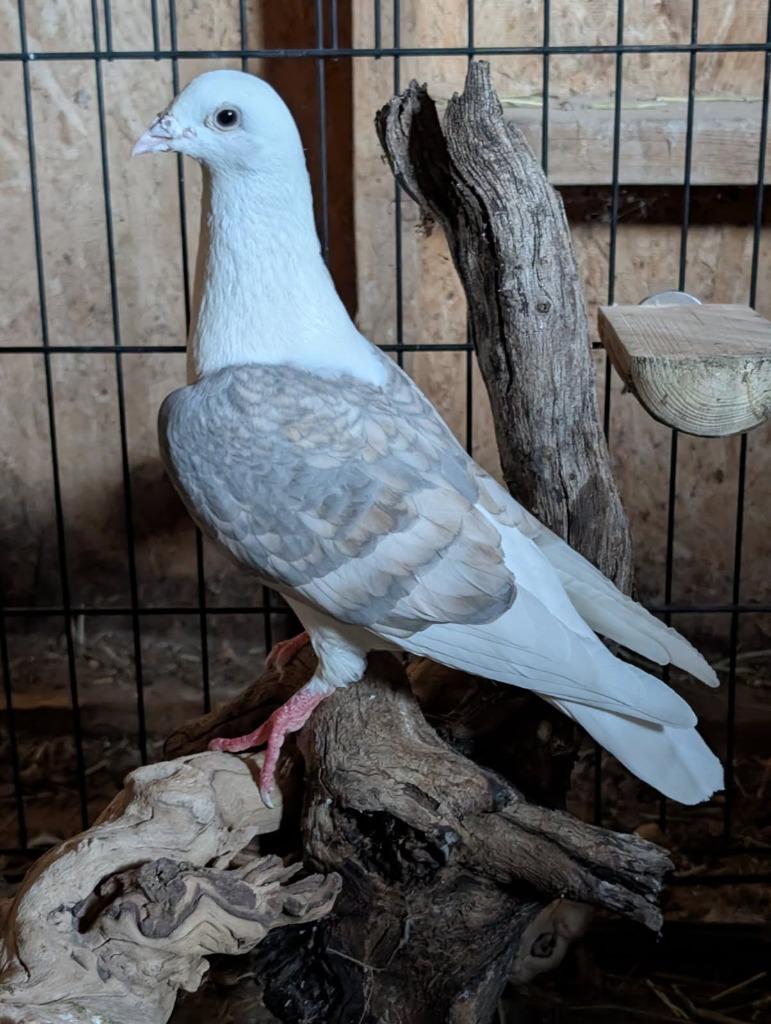 Enlarge Nubird, a Adoptable Pigeon in Eagle Mountain, UT image 2/2