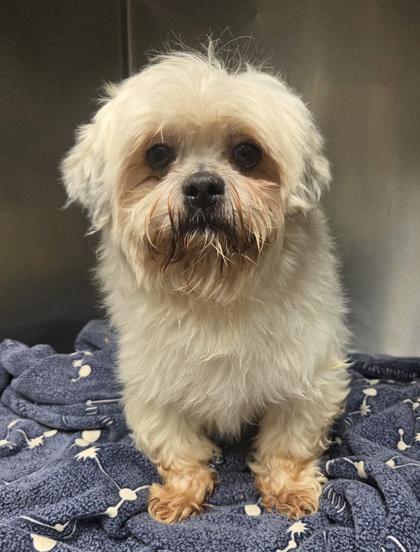 Jayden, a Adoptable Lhasa Apso in Malvern, PA image 1/2